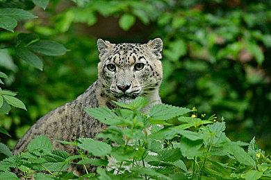 《使命召唤：战区2》新地图“海狮岛”介绍：和风城堡激战